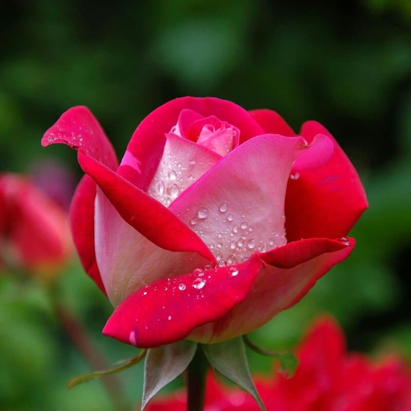 Botanical close-up — AI detail enhancement